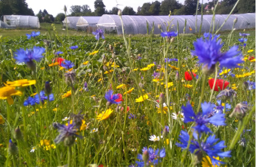 champ de fleurs et serre sur une ferme