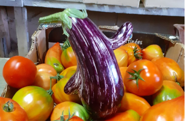 légumes bio, aubergine originale